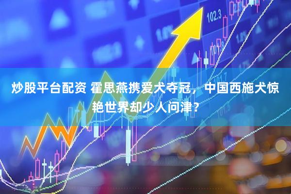 炒股平台配资 霍思燕携爱犬夺冠，中国西施犬惊艳世界却少人问津？